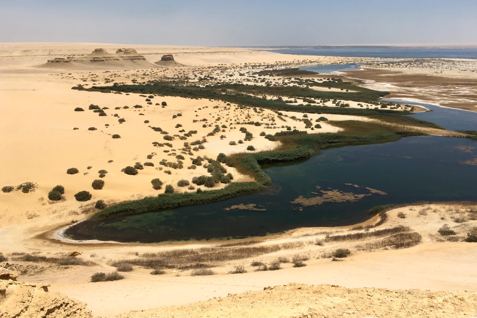 Escursione al wadi el Hitan valle delle balene da Port Said